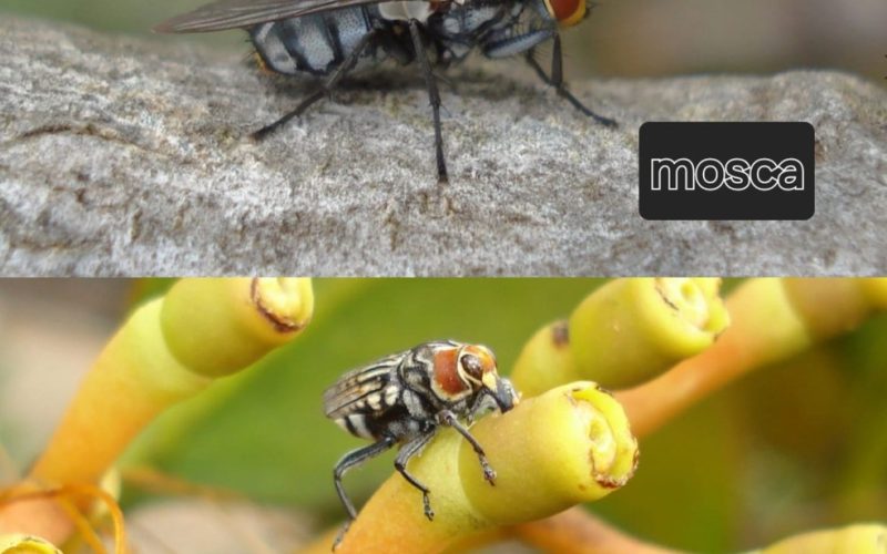 Pesquisadores encontram besouro que mimetiza moscas para evitar ataques de predadores