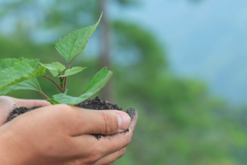 Agronegócio Orgânico: Os Desafios e Oportunidades de Produzir de Forma Sustentável