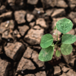 Mudanças climáticas: Brasil busca protagonismo sustentável nas discussões globais