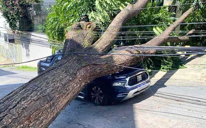 “Árvore gigante cai em cima de veículo e causa ferimentos em motorista em Belo Horizonte”