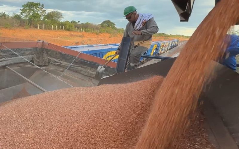 Transnordestina transporta 946 toneladas de sorgo em segundo teste operacional