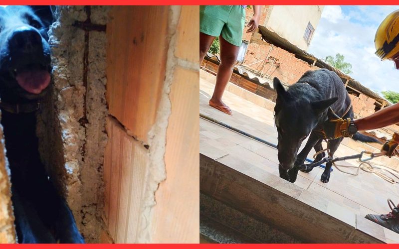 Cão resgatado após ficar preso em vala durante clássico entre Cruzeiro e Atlético em BH