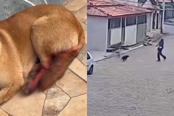 Cachoeira do Brumado: Cadela é atacada e fica ferida por golpe de foice