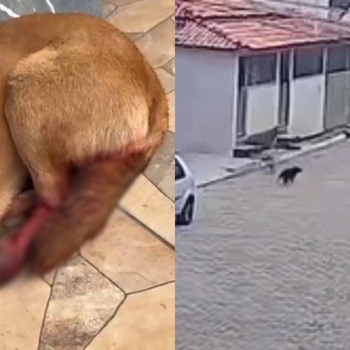 Cachoeira do Brumado: Cadela é atacada e fica ferida por golpe de foice