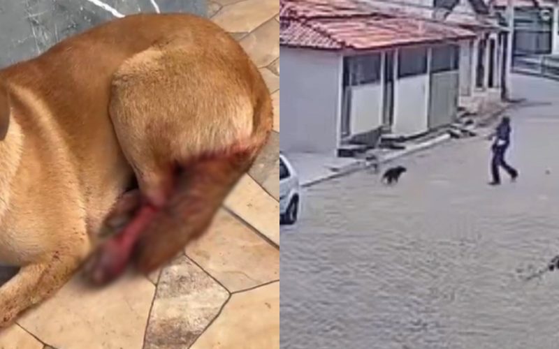 Cachoeira do Brumado: Cadela é atacada e fica ferida por golpe de foice